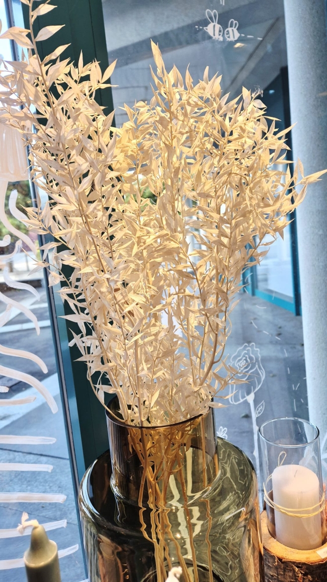 Branche des Ruscus blanchi et stabilisées.